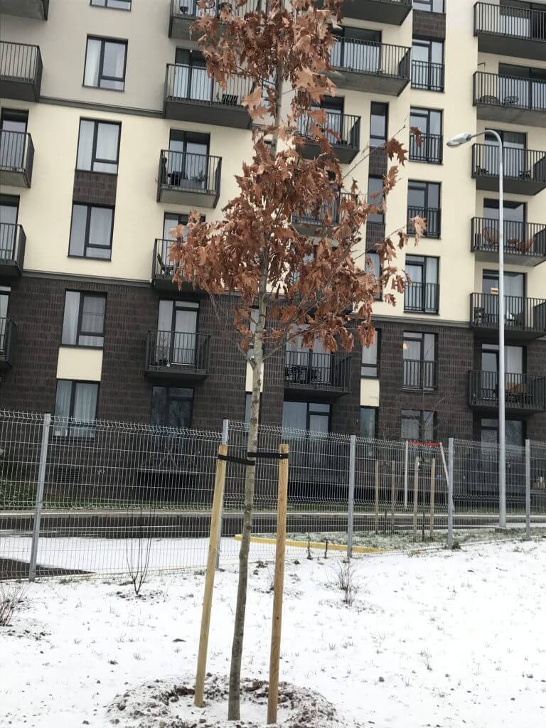 Naujamiesčio skveras (Algirdo g.) - Square - construction photos