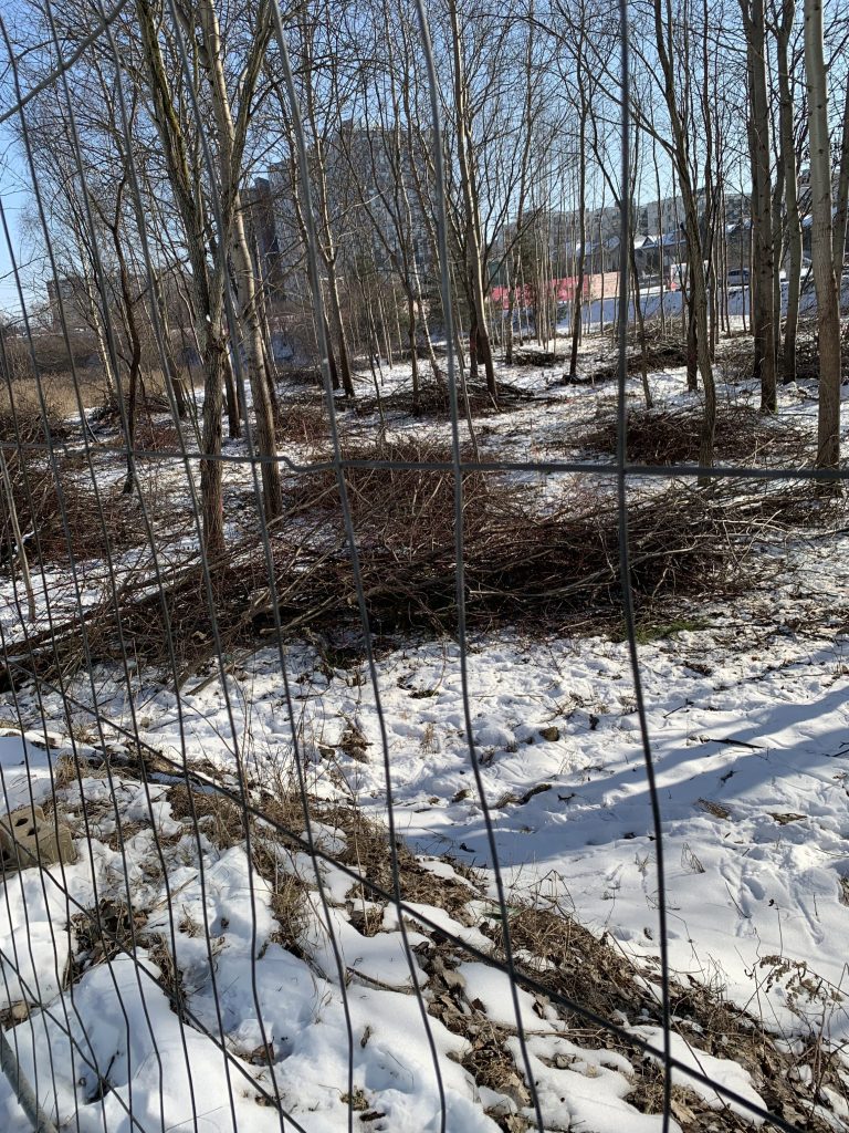 J. Rutkausko g. skveras (J. Rutkausko g.) - Parkas - statybų nuotraukos