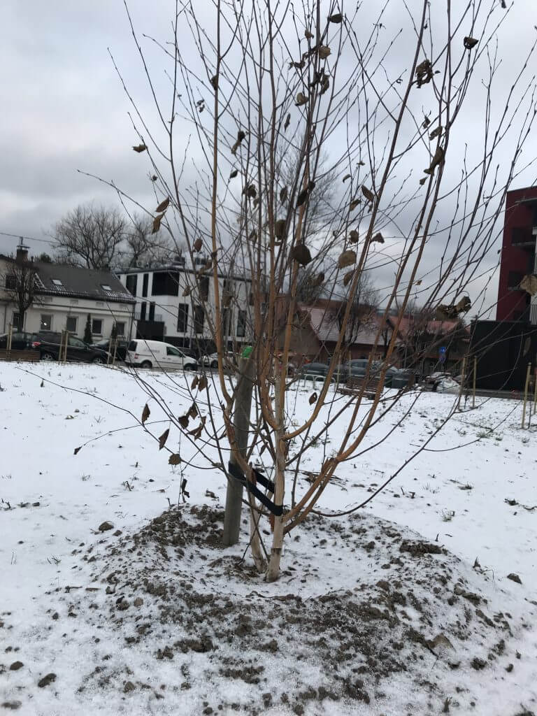 Naujamiesčio skveras (Algirdo g.) - Square - construction photos