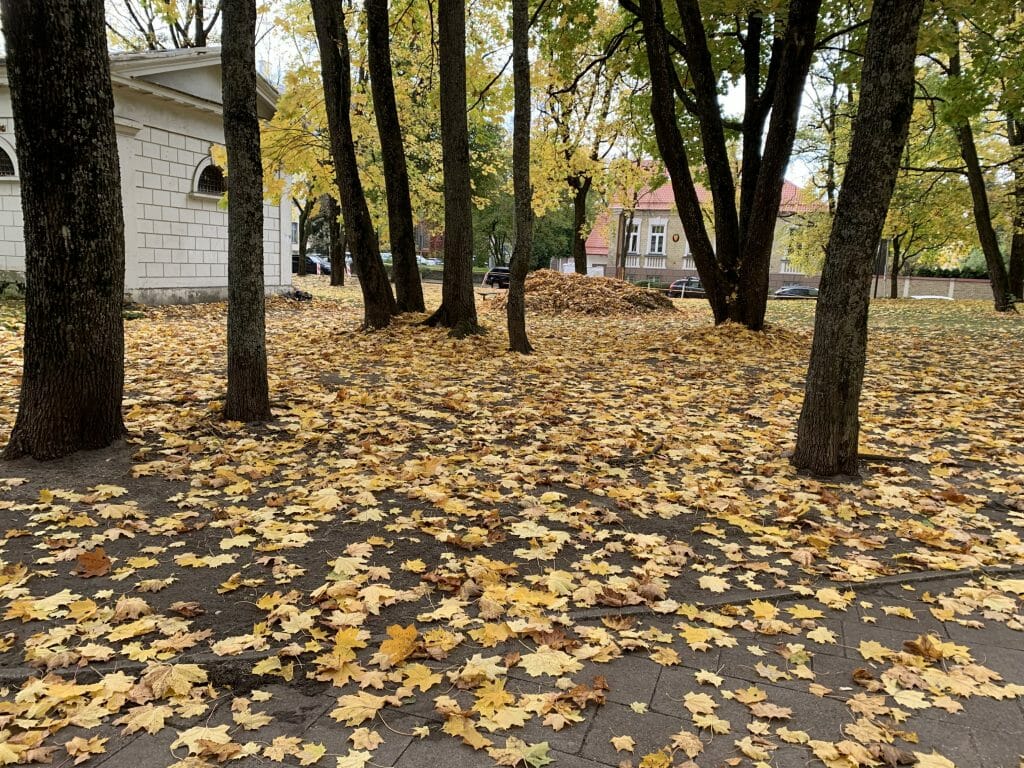 Liuteronų sodas (V. Mykolaičio - Putino g.) - Park - ehituse fotod