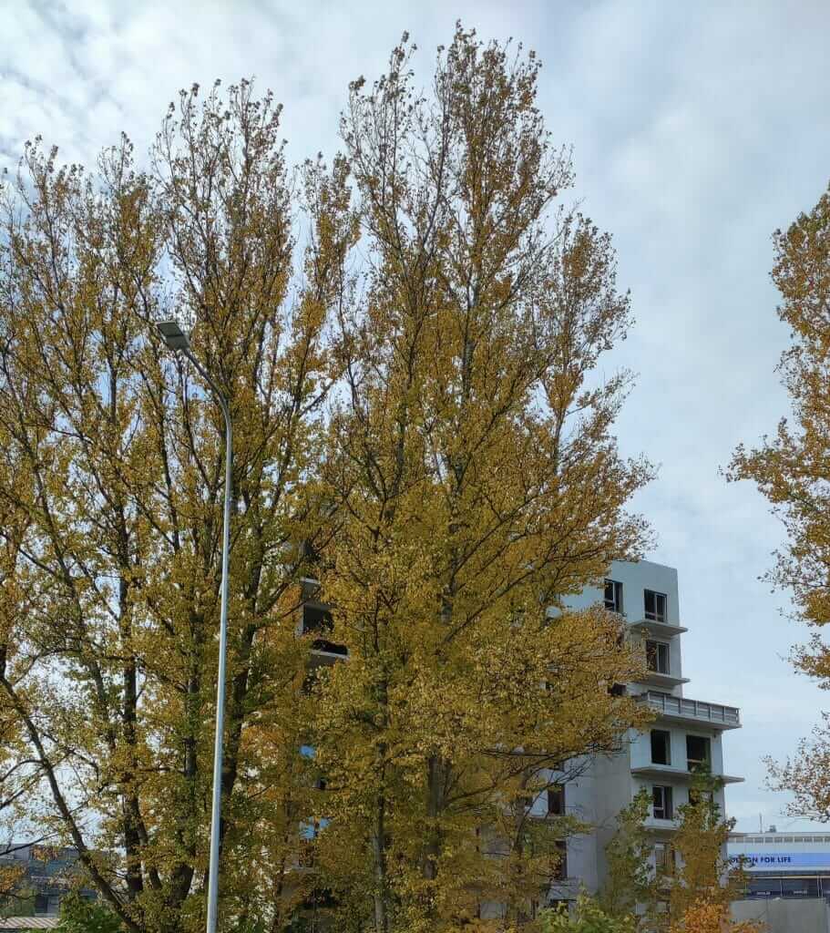 Go Life (Vito Gerulaičio g. 4, Ozo g. 6B) - Daugiabutis - statybų nuotraukos