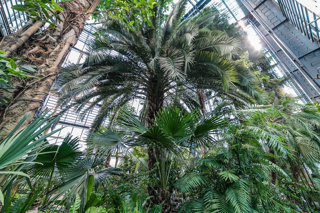 LU Botāniskā dārza palmu mājas atjaunošana (Kandavas iela 2) - Other cultural - construction photos