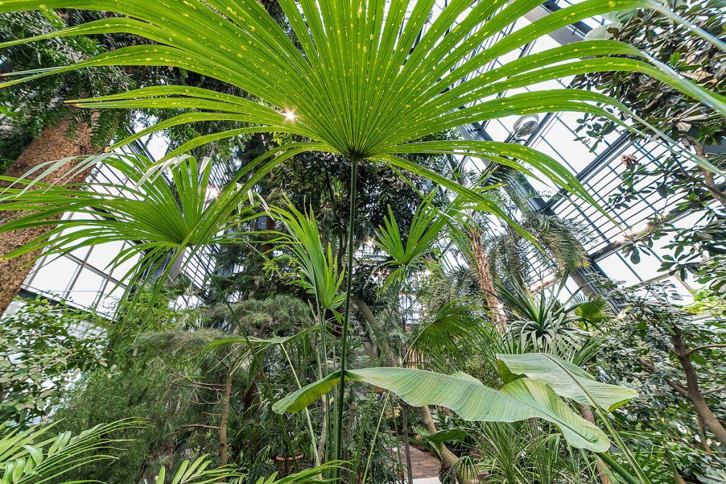 LU Botāniskā dārza palmu mājas atjaunošana (Kandavas iela 2) - Other cultural - construction photos