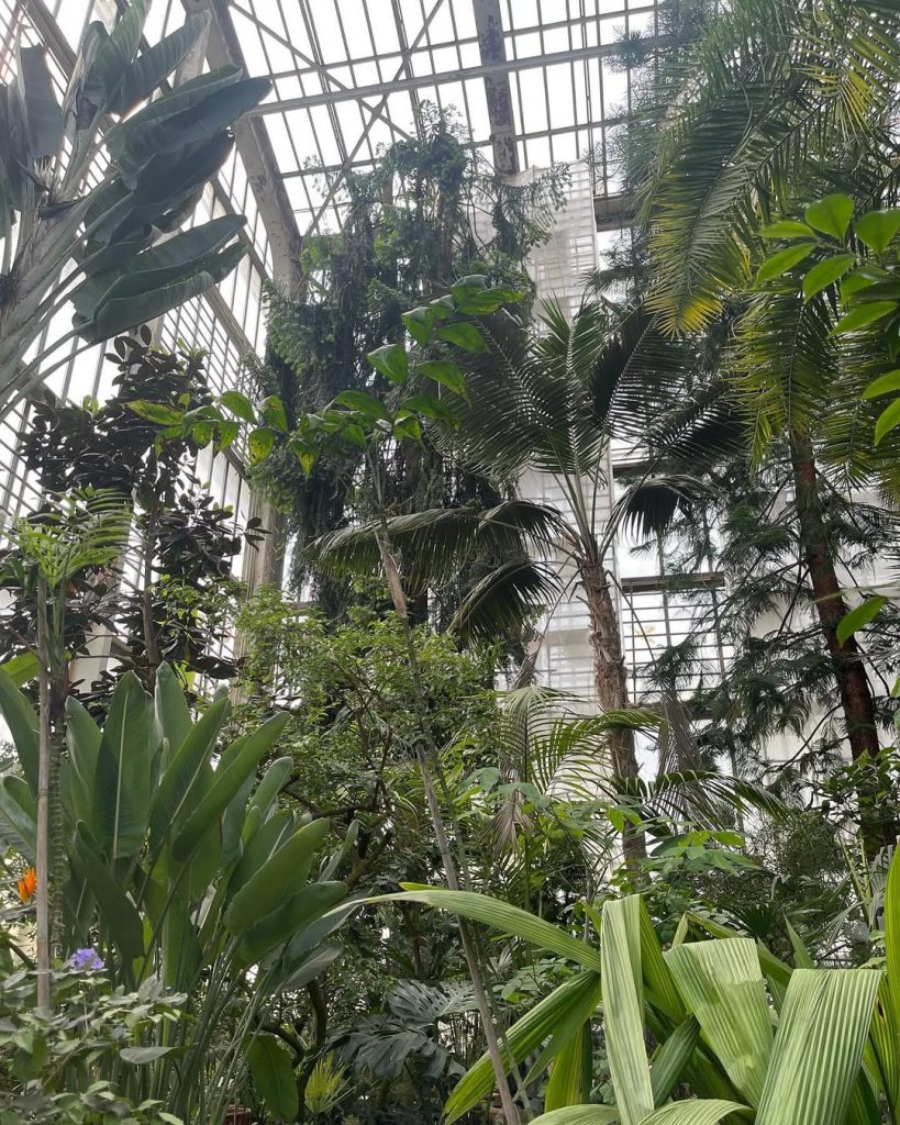 LU Botāniskā dārza palmu mājas atjaunošana (Kandavas iela 2) - Other cultural - construction photos