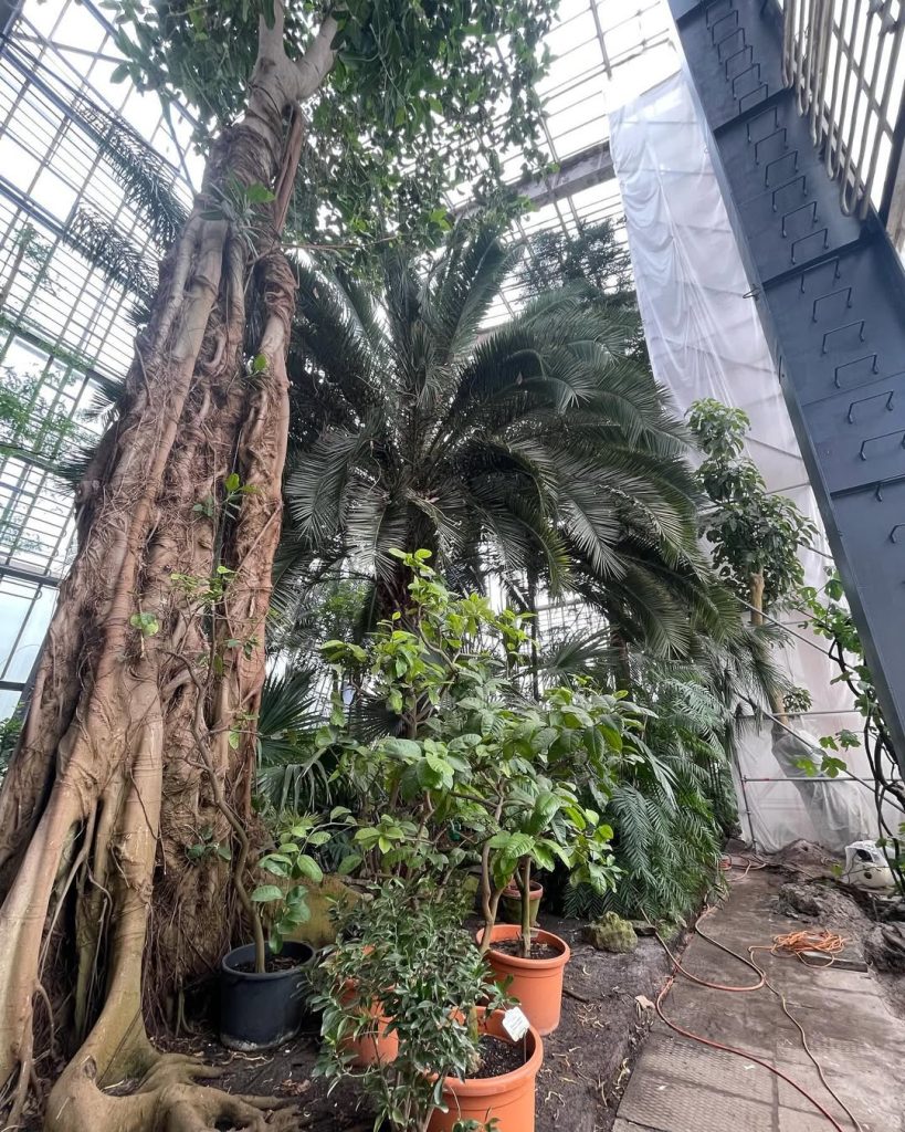 LU Botāniskā dārza palmu mājas atjaunošana (Kandavas iela 2) - Other cultural - construction photos