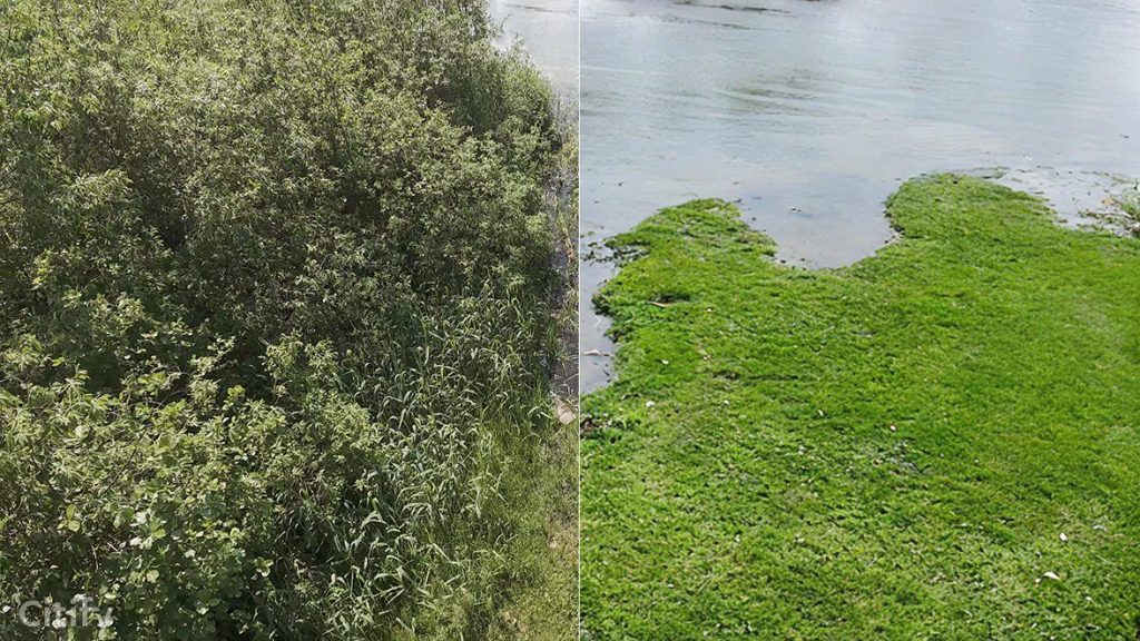 Gaiļezera revitalizācija (Mežciema iela) - Waterside - visualization